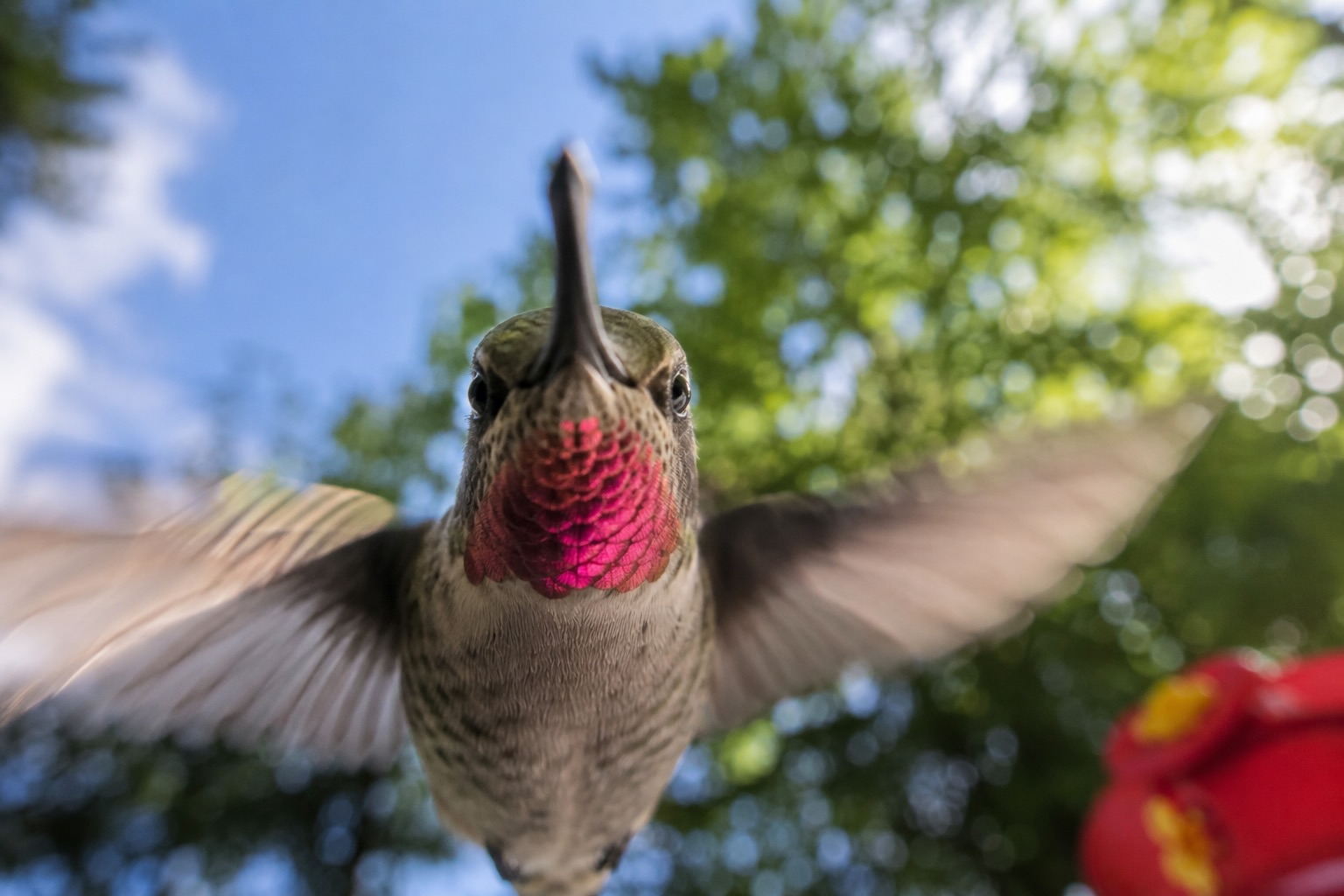A curious hummingbird
